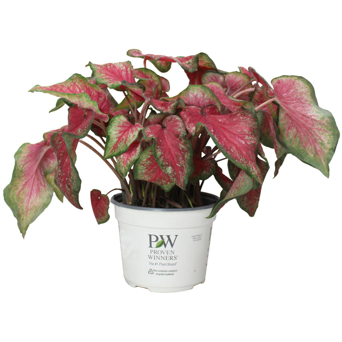 CALADIUM - TICKLE ME PINK