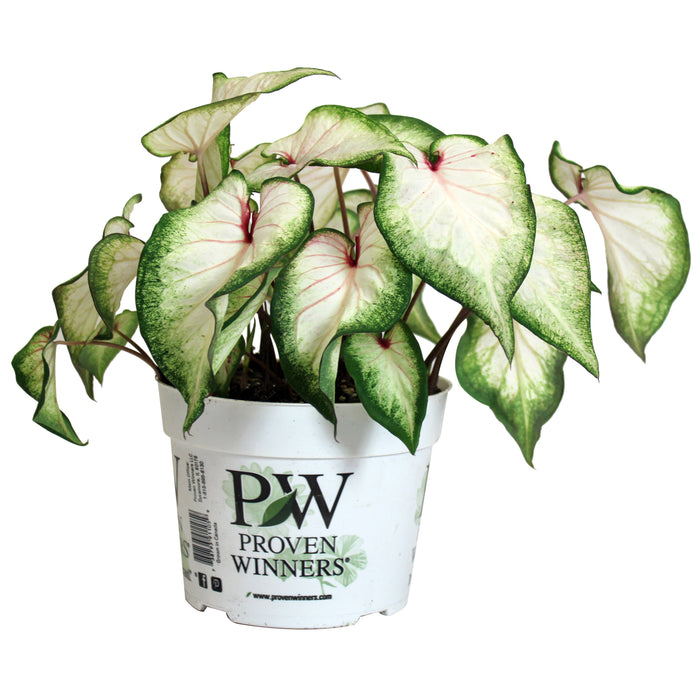 CALADIUM - WHITE WONDER