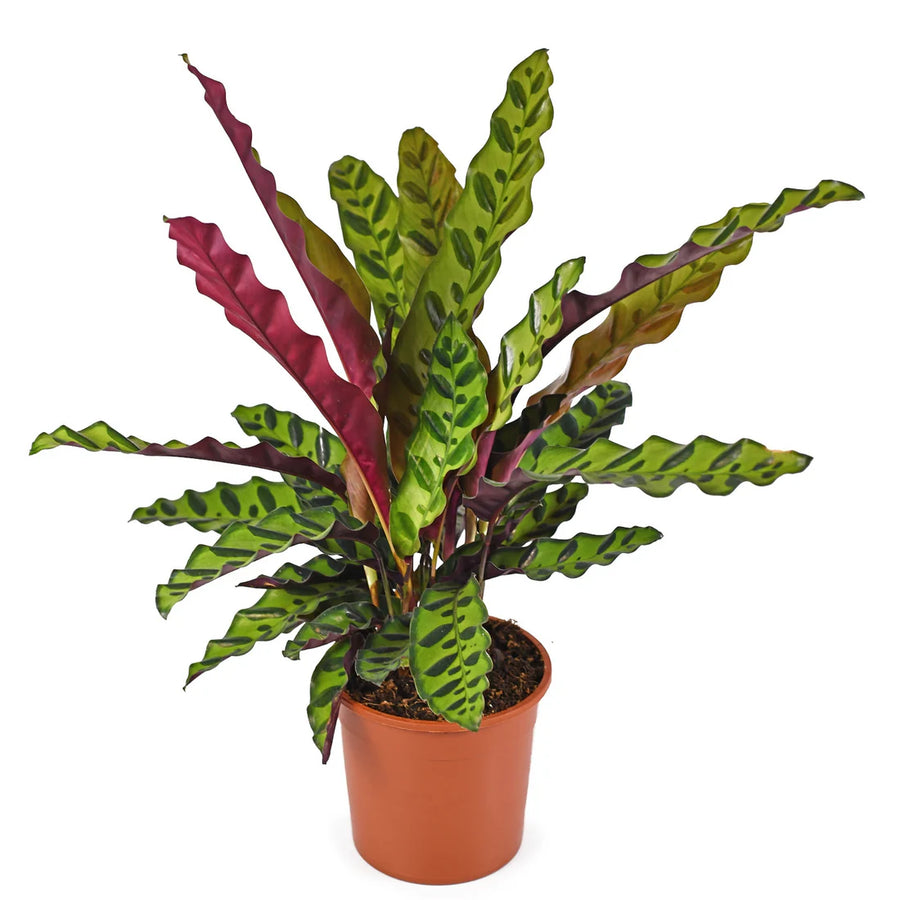 CALATHEA LANCIFOLIA - RATTLESNAKE