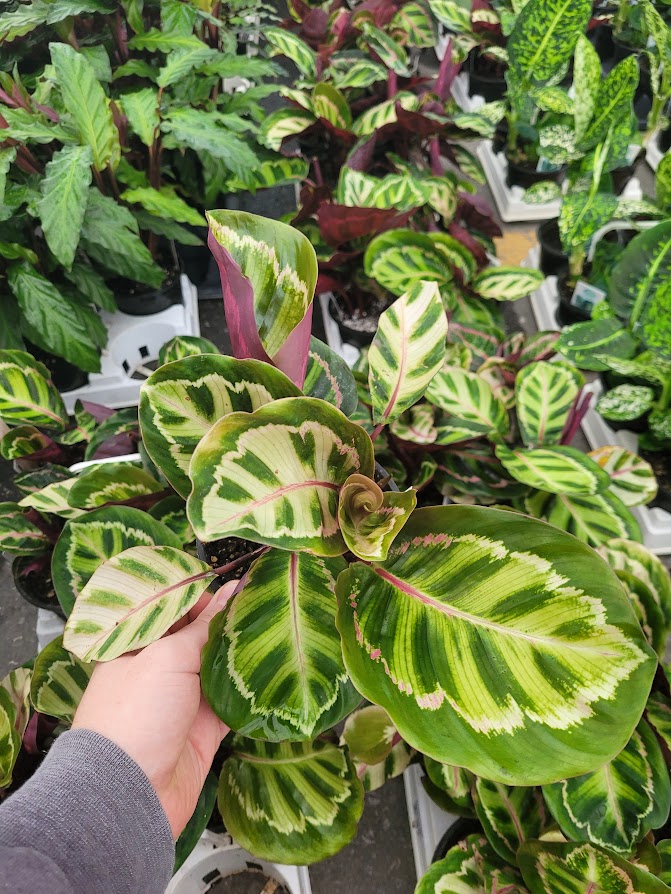 CALATHEA - ROSEOPICTA