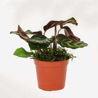 Calathea Makoyana Peacock