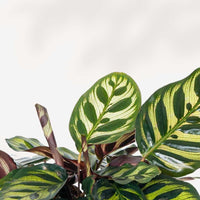 Calathea Makoyana Peacock