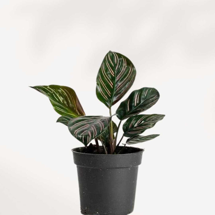 Calathea Ornata Pinstripe