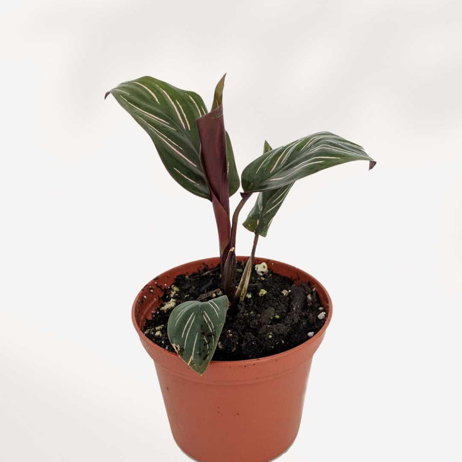 Calathea Ornata Pinstripe