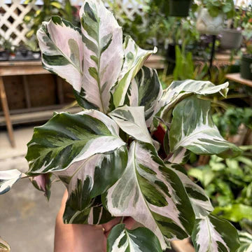 CALATHEA STELLA