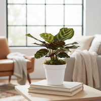 Calathea Makoyana Peacock