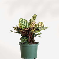 Calathea Makoyana Peacock