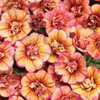 CALIBRACHOA HYBRID SUPERBELLS DOUBLE VINTAGE CORAL