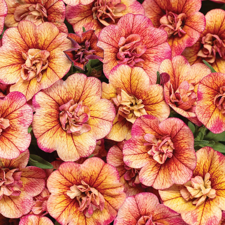 CALIBRACHOA HYBRID SUPERBELLS DOUBLE VINTAGE CORAL