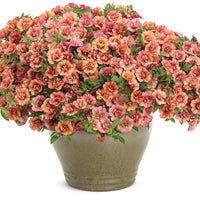 CALIBRACHOA HYBRID SUPERBELLS DOUBLE VINTAGE CORAL