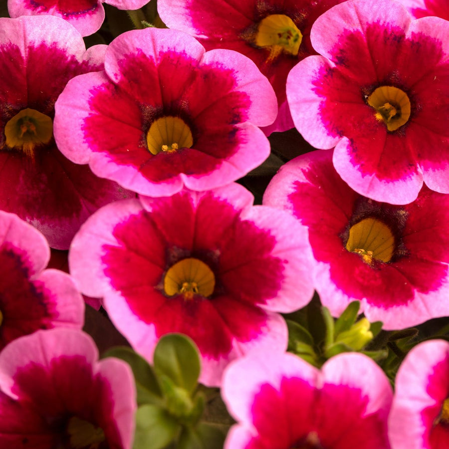 CALIBRACHOA - CALILOCO FRANKENBERRY