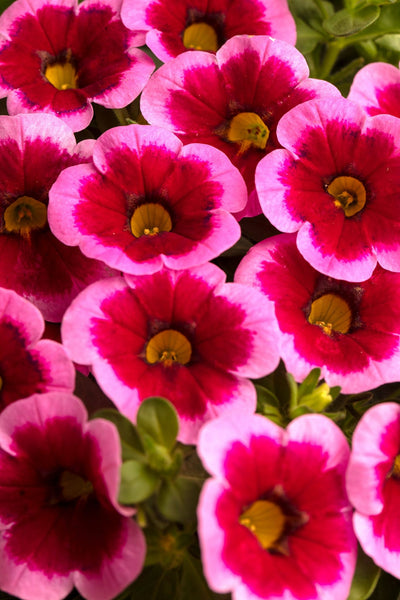 Caliloco Firewalker CALIBRACHOA - CALILOCO FRANKENBERRY – Centre Jardin Cloutier