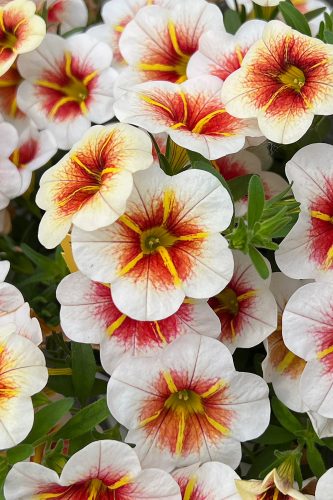 CALIBRACOA CALITASTIC - CAPPUCCINO