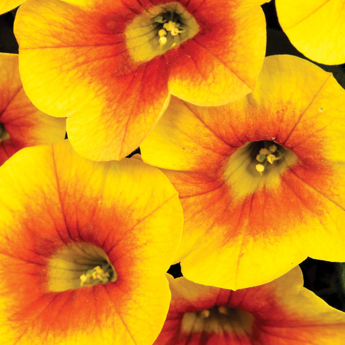 CALIBRACHOA - CALITASTIC MANGO