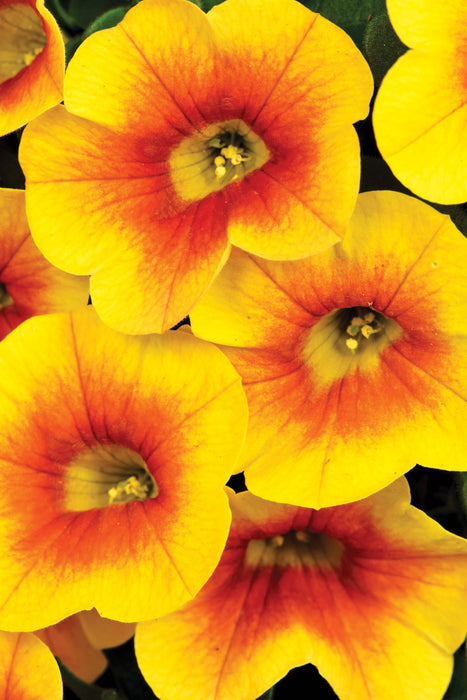 CALIBRACHOA - CALITASTIC MANGO