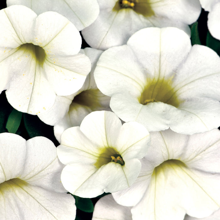 CALIBRACHOA - CALITASTIC WHITE