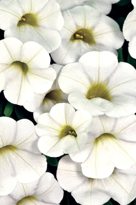 CALIBRACHOA - CALITASTIC WHITE