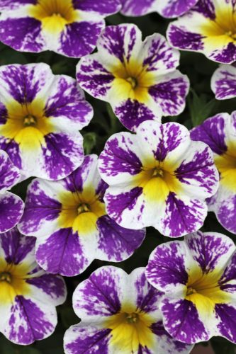 CALIBRACOA CANDY SHOP - GRAPE SPLASH
