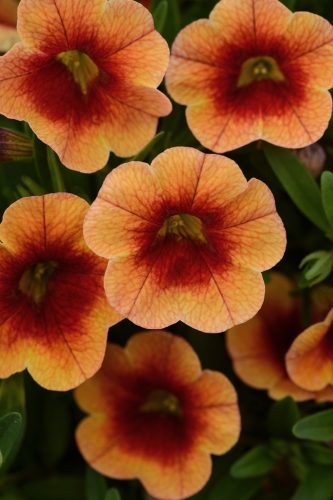 CALIBRACOA MINIFAMOUS - NEO ORANGE + RED EYE