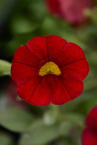 CALIBRACOA MINIFAMOUS - NEO VAMPIRE