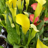 CALLA CAPTAIN SUNCLUB