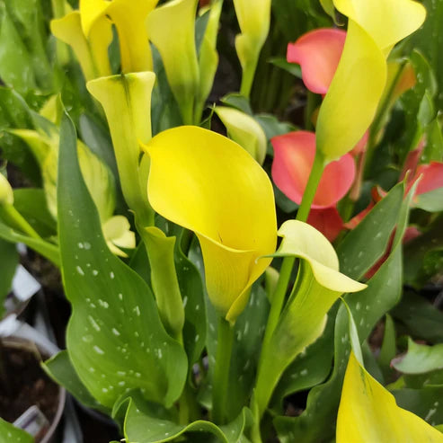 CALLA CAPTAIN SUNCLUB