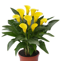 CALLA CAPTAIN SUNCLUB