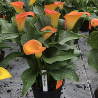 CALLA CAPTAIN BRUNELLO