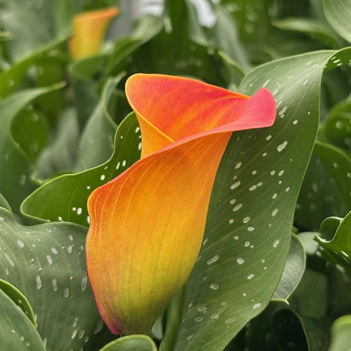 CALLA CAPTAIN BRUNELLO