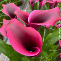 CALLA DIOR
