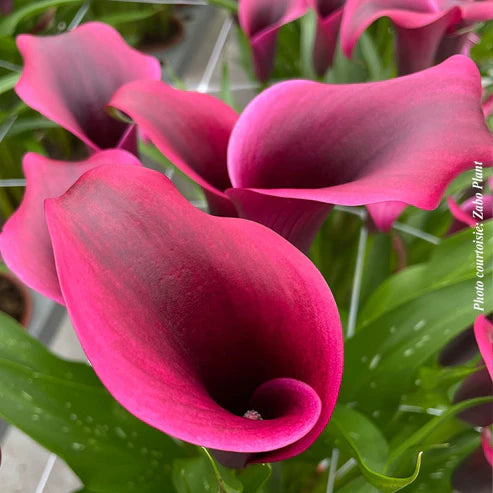 CALLA DIOR