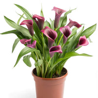 CALLA DIOR