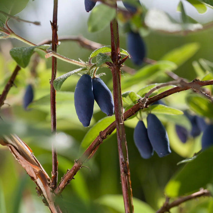 LONICERA CAERULEA - BOREAL BEAUTY (BIOLOGIQUE)