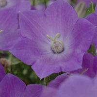 CAMPANULA CARPATICA - BLUE CLIPS