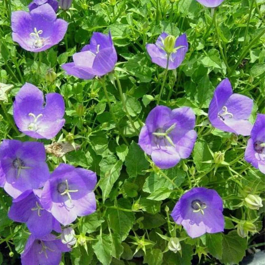 CAMPANULA CARPATICA - BLUE CLIPS