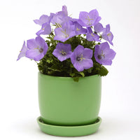 CAMPANULA CARPATICA - RAPIDO BLUE