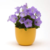 CAMPANULA CARPATICA - RAPIDO BLUE