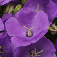 CAMPANULA CARPATICA - RAPIDO BLUE