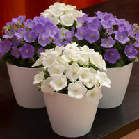 CAMPANULA CARPATICA - RAPIDO BLUE