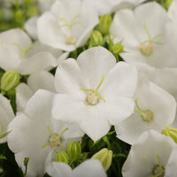 CAMPANULA CARPATICA - RAPIDO WHITE