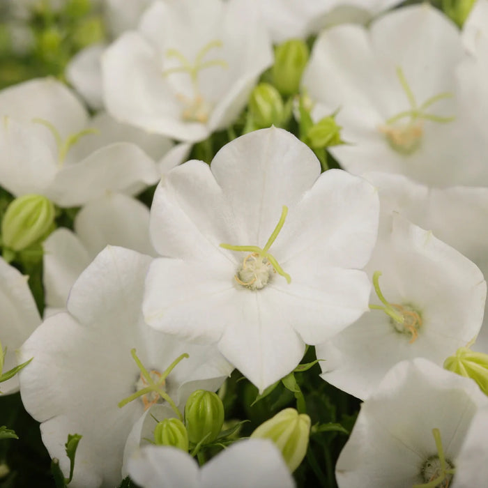 CAMPANULA CARPATICA - RAPIDO WHITE