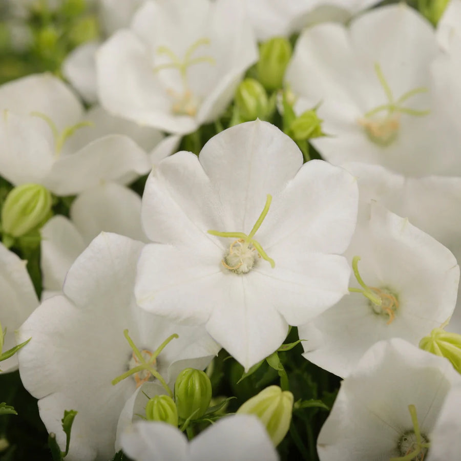 CAMPANULA CARPATICA - RAPIDO WHITE
