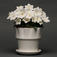 CAMPANULA CARPATICA - RAPIDO WHITE