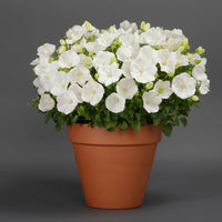 CAMPANULA CARPATICA - RAPIDO WHITE