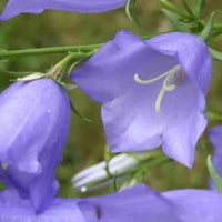 CAMPANULA PERSICIFOLIA - GRANDIFLORA