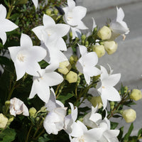 CAMPANULA PERSICIFOLIA - GRANDIFLORA