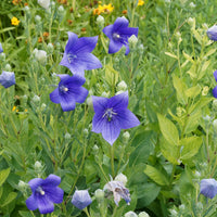 CAMPANULA PERSICIFOLIA - GRANDIFLORA