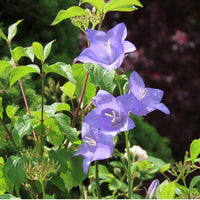 CAMPANULA PERSICIFOLIA - GRANDIFLORA
