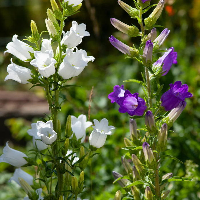 CAMPANULA PERSICIFOLIA - GRANDIFLORA