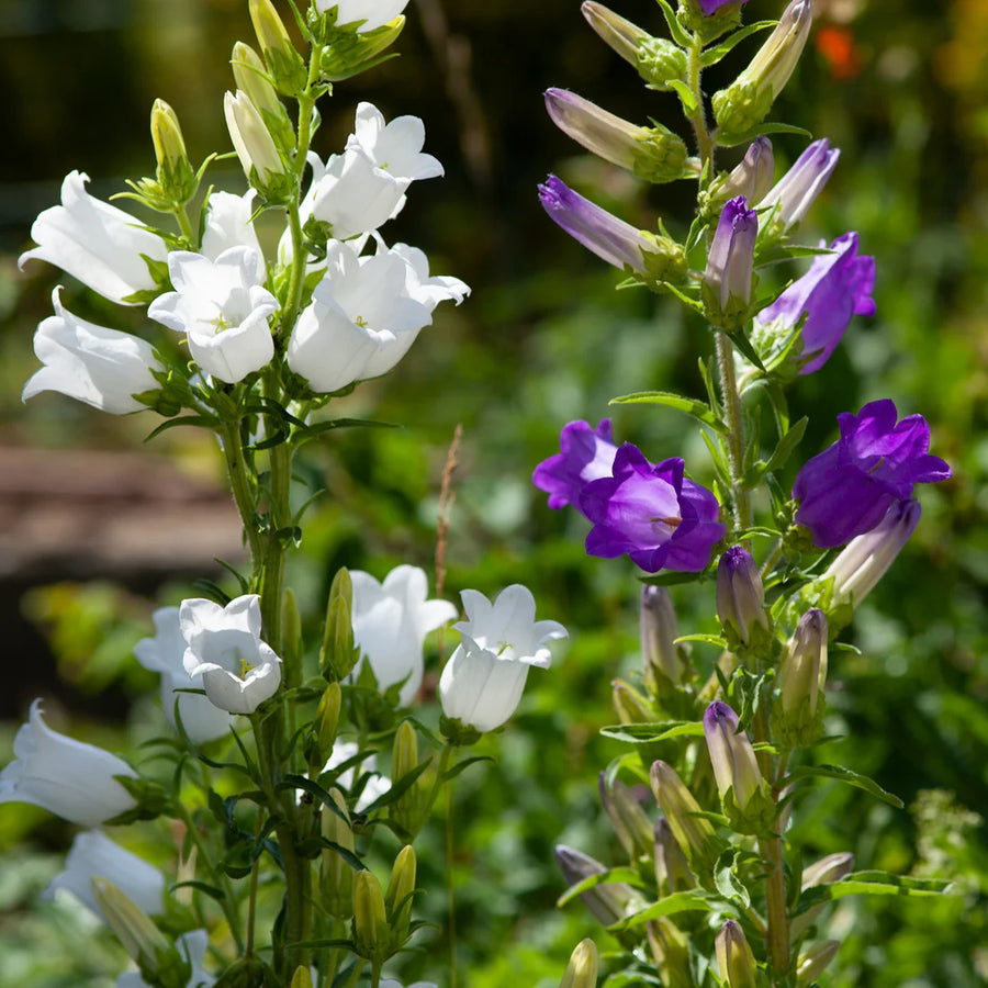 CAMPANULA PERSICIFOLIA - GRANDIFLORA